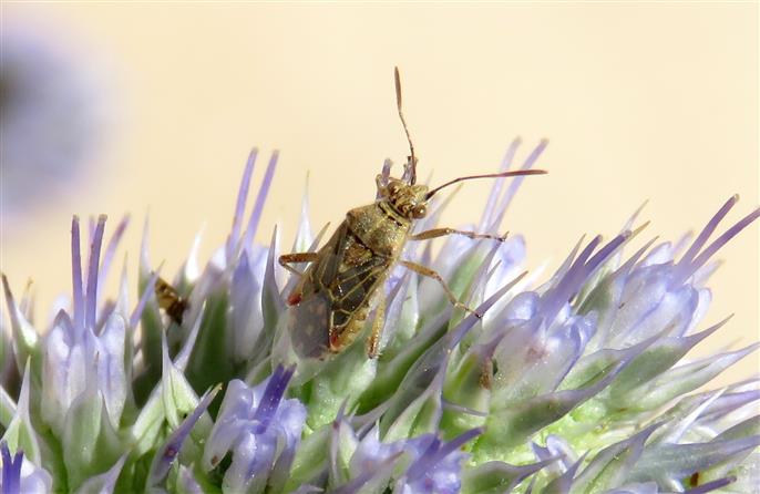 Rhopalidae: Liorhyssus hyalinus